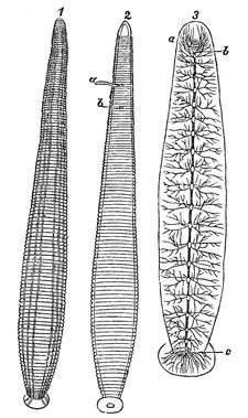 Leeches (Hirudinea) - Nervous System