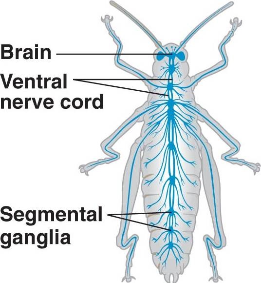 Arthropoda - Nervous System