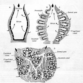 Basket Sponge (Euplectella aspergillum) - Nervous System