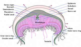 Jellyfish - Nervous System